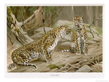 Two Leopards in the Wild Giclee Print by Wilhelm Kuhnert