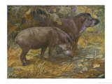Two American Tapir Stampa giclée di Winifred Austen Two American Tapir Stampa giclée di Winifred Austen