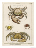 Gecarcinus Anisochele and Other Crabs Giclee Print by Benard 