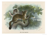 Two Pine-Martens in a Tree Giclee Print by Lizars 
