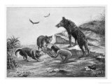 Feral Child Quarrelling with Wolf Cubs Over Food 5 of 5 Giclee Print by Harry B. Neilson