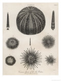 Variety of Sea Urchins reproduction procédé giclée par J. Chapman