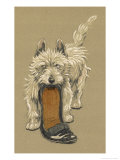 White Scots Terrier with a Black Slipper or Shoe Giclee Print by Cecil Aldin