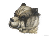 Head with Cropped Ears Giclee Print by Howitt 