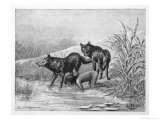 Feral Child Drinking with Wolf Cubs 3 of 5 Giclee Print by Harry B. Neilson