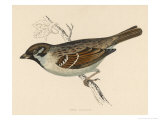 Tree Sparrow Giclee Print by Reverend Francis O. Morris