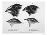 Finches from the Galapagos Islands Observed by Darwin Giclee Print by R.t. Pritchett