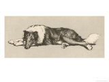 Collie Dog Relaxes Giclee Print by Cecil Aldin