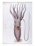 Loligopsis Ocellata Giclee Print by H. Scharf