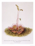 Round-Leaved Sun-Dew on Sphagnum Moss Giclee Print by C.f. Newall