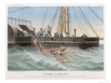 Calmar de Bouyer Giant Squid Caught by the French Vessel 