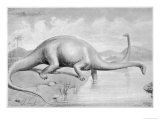 Diplodocus CarnegII Which at 28 Metres Long was the Greatest Known Dinosaur Giclee Print by J. Smit