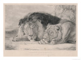 Sleeping Lion and Lioness Giclee Print by F. Lewis
