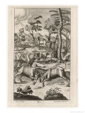 Cattle Farming: Rival Bulls Battle for the Leadership of the Herd reproduction procédé giclée par Michael van der Gucht