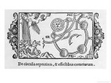 Cattle Alarmed by the Appearance of a Comet Giclee Print by Olaus Magnus