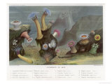 An Assortment of Sea Anemones Stampa giclée di P. Lackerbauer