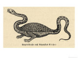 Two-Legged Non-Flying Dragon Perceived as an Animal Species Rather Than an Otherworldly Monster Giclee Print by Athanasius Kircher