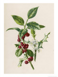 Stechpalmenzweige Giclée-Druck von F. Edward Hulme