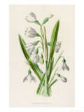 Snowdrop Depicted with Leucajum Aestivum: Snowflake Reproduction procédé giclée par F. Edward Hulme