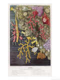 Various Types of Colourful Coral Giclee Print by Lackerbauer 
