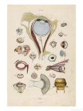 Anatomy of the Eyes Giclee Print by E. Guerin