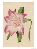 Amaryllis Marmorata Giclee Print by G. Severeyns