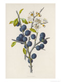 Blackthorn Giclee Print by F. Edward Hulme