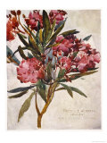 Pink Oleander Blossom Giclee Print by R.c. Goff