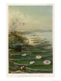 Victoria Amazonica on the Amazon Brazil Giclee Print by Ernst Heyn