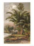 Sago Palm Southern Asia Giclee Print by J. Selleny