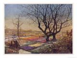 Tulip-Fields Near Haarlem in Springtime Giclee Print by Nico Jungman