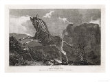 Equus Quagga Giclee Print