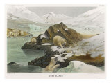 Group of Polar Bears in an Icy Landscape Giclee Print by P. Lackerbauer