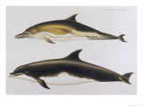 Two Varieties of Dolphin: Delphinus Delphis (Top) Delphinus Tursio Giclee Print by J. Smit