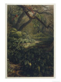 Xanthosoma and Other Exotic Flora and Birds in the Brazilian Jungle Reproduction procédé giclée par J. Selleny