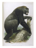 An Adult Male Giclee Print by Hanhart 