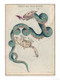 Draco and Ursa Minor Constellation reproduction procédé giclée par Sidney Hall