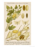 The Life Cycle of a Silk Worm and Silk Culture Giclee Print by A. Reichert