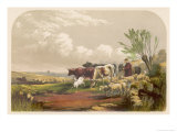 Drover and His Donkey Leads His Sheep and Cattle to Graze on Common Land Giclee Print by F. Lydon
