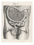 Intestines a Fine Engraving of the Gut and Associated Vessels Giclee Print by J.g. Seiller