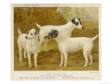 Fox Terriers Rough and Smooth Giclee Print by Vero Shaw