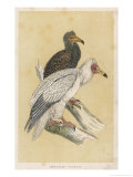 Egyptian Vulture Giclee Print by Reverend Francis O. Morris