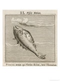 Piscis Notius reproduction procédé giclée par Gaius Julius Hyginus
