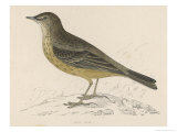 Rock Pipit Giclee Print by Reverend Francis O. Morris