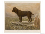 An Irish Water Spaniel in the Field Giclee Print by R.s. Moseley
