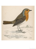 Erithacus Rubecula Giclee Print by Reverend Francis O. Morris