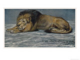 Subdued Lion Stretches out on the Ground Lámina giclée por John Macallan