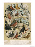 Fancy Pigeon Breeds Giclee Print by A.f. Lydon