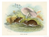 Two Wood Mice in the Undergrowth Giclee Print by Lizars 