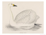 Bewick's Swan Giclee Print by Reverend Francis O. Morris